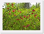 mustikka kukkii_blueberry * 2991 x 2168 * (5.51MB)